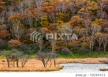 秋の覚満淵【群馬県赤城山】 59264413