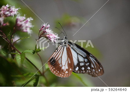 アサギマダラと藤袴 アサギマダラと藤袴 59264640