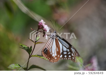 アサギマダラと藤袴 アサギマダラと藤袴 59264649