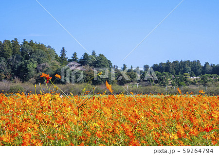 偕楽園とコスモス畑 59264794