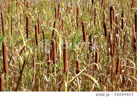 ガマの穂 59264925