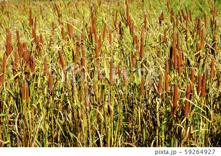 ガマの穂 59264927