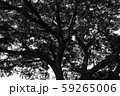 Beautiful green tree with branches and leaves.Under the shade of tall trees in tropical.black and white tone. 59265006