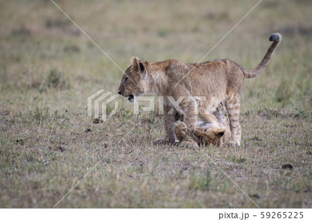 遊ぶライオンの兄弟 59265225