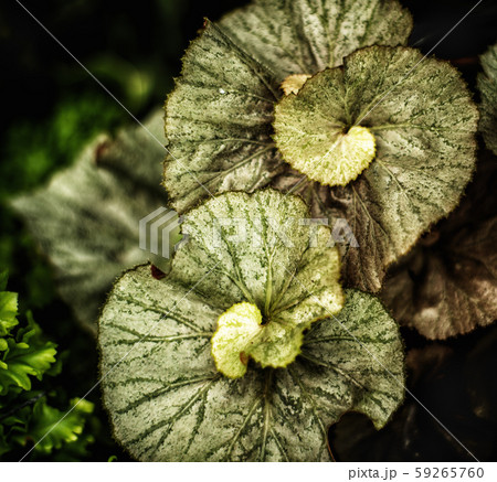 Closeup of an Escargot Begonia Plant in the garden Closeup of an Escargot Begonia Plant in the garden 59265760