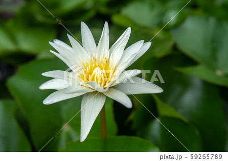Lily white Lotus Flower in the Water Lily white Lotus Flower in the Water 59265789