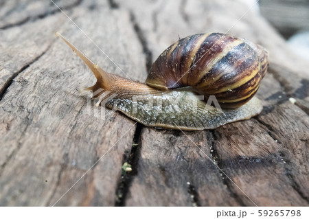 Giant African  land snail on wood floor 59265798