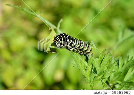 家庭菜園のニンジンの葉についたキアゲハの幼虫、昆虫イメージ素材 59265969