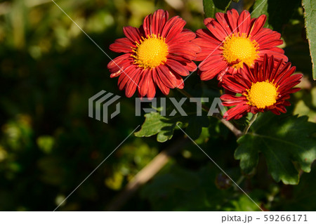 赤色の菊の花 59266171