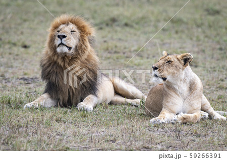 ライオンの夫婦 59266391