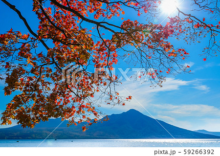 支笏湖とモミジ 59266392