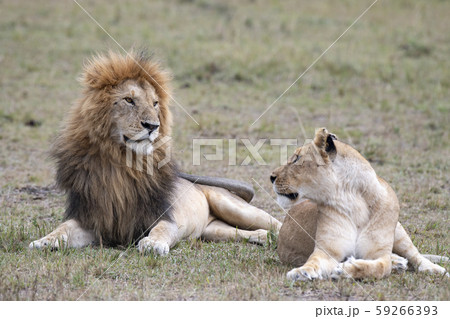 ライオンの夫婦 59266393