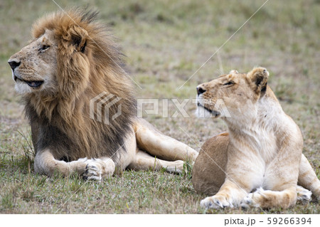 ライオンの夫婦 59266394