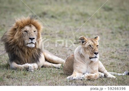 ライオンの夫婦 59266396