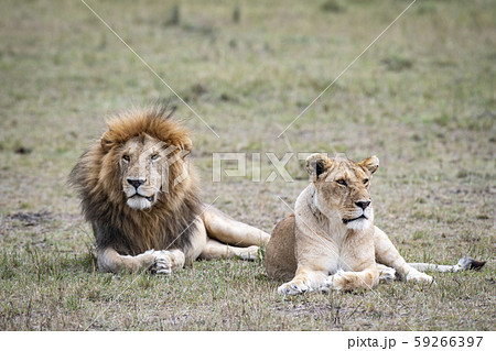 ライオンの夫婦 59266397
