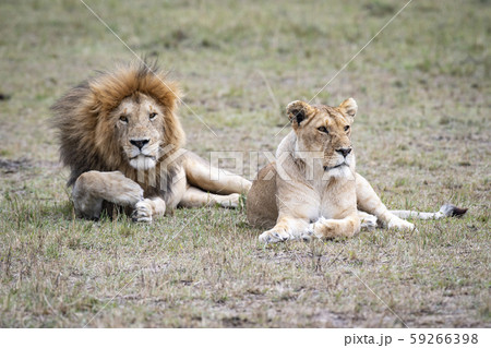 ライオンの夫婦 ライオンの夫婦 59266398