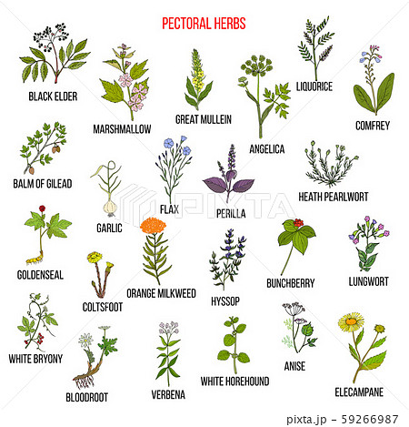 Set of pectoral herbs 59266987