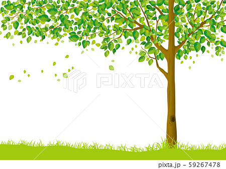 木 木 幹 枝 自然 緑 葉 新緑 新芽 初夏 夏 春 エコ グリーンのイラスト素材