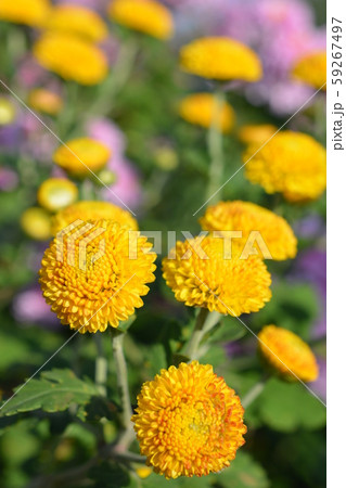 丸くて可愛い黄色い小菊、花畑、花イメージ素材 丸くて可愛い黄色い小菊、花畑、花イメージ素材 59267497