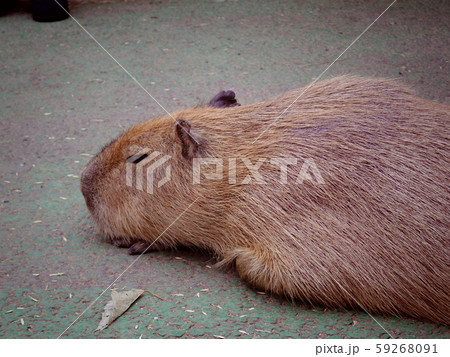 リラックスするカピバラ2(静岡県伊東市) リラックスするカピバラ2(静岡県伊東市) 59268091