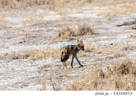 Jackal on the hunt for Prey 59268654