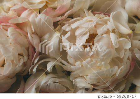 Close up of beautiful fresh peony flowers in bloom. Close up of beautiful fresh peony flowers in bloom. 59268717