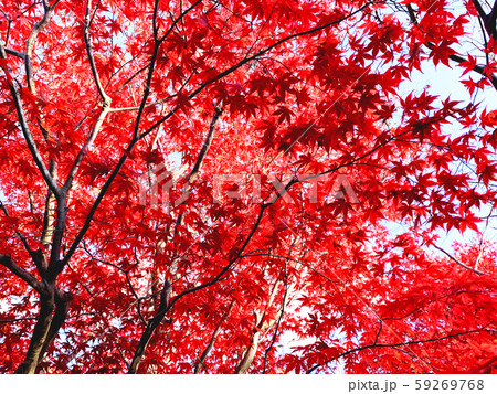 紅葉の壁紙の写真素材 [59269768] - PIXTA