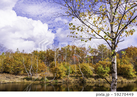 （長野県）乗鞍高原・一ノ瀬園地　まいめの池の紅葉 59270449