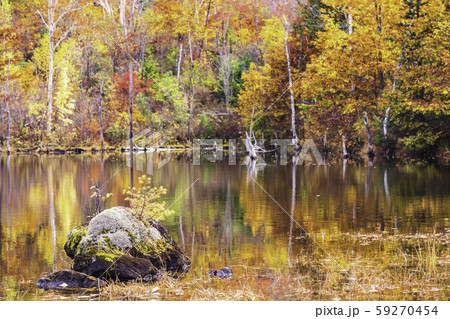 （長野県）乗鞍高原・一ノ瀬園地　まいめの池の紅葉 59270454