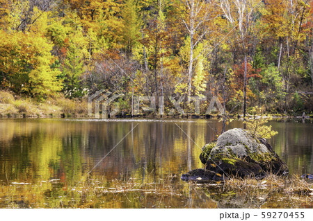 （長野県）乗鞍高原・一ノ瀬園地　まいめの池の紅葉 59270455