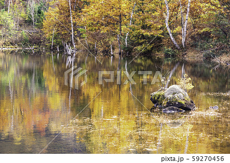（長野県）乗鞍高原・一ノ瀬園地　まいめの池の紅葉 59270456