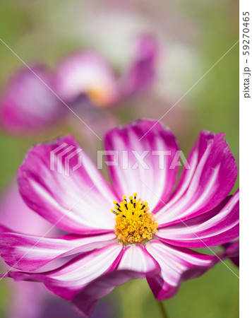コスモスの花 59270465