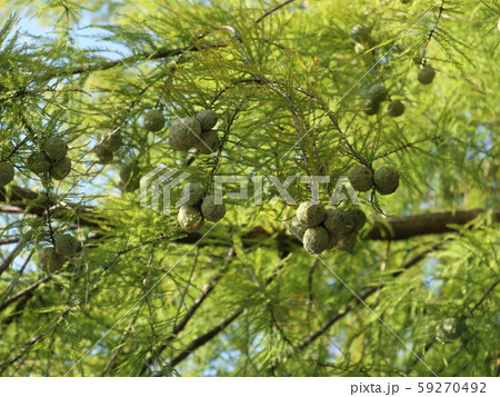 神戸市　西区　公園　樹木　紅葉　 59270492