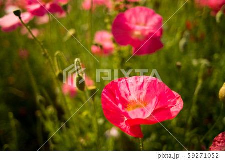 ひなげしの花 ひなげしの花 59271052