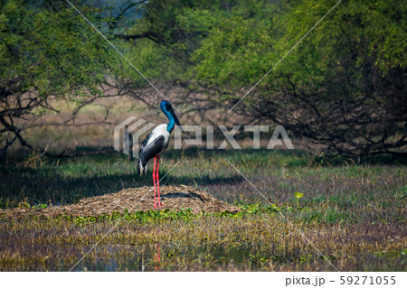 alert male Black necked stork or Black-necked stork or Ephippiorhynchus asiaticus searching for bird to kill in a winter morning at wetland of keoladeo national park or bird sanctuary bharatpur india alert male Black necked stork or Black-necked stork or Ephippiorhynchus asiaticus searching for bird to kill in a winter morning at wetland of keoladeo national park or bird sanctuary bharatpur india 59271055