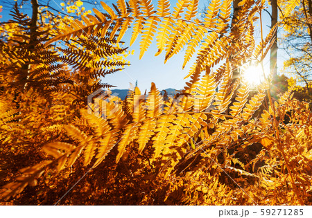 Autumn forest Autumn forest 59271285