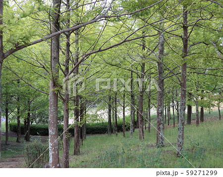 神戸市　西区　公園　樹木 59271299