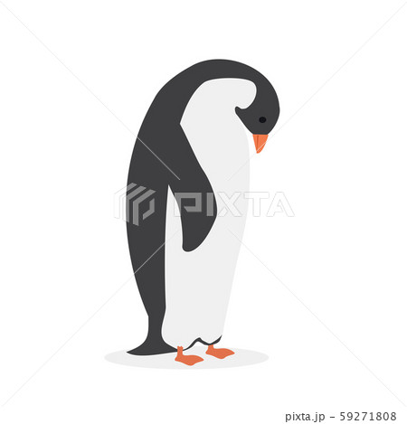 Adult Penguin bird on white background 59271808