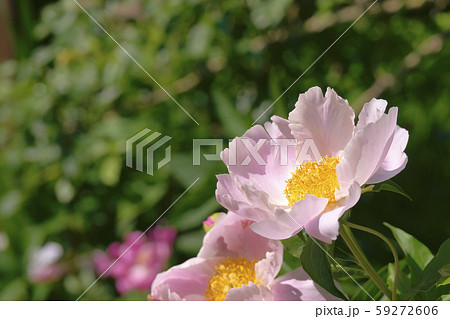 芍薬 芍薬 59272606