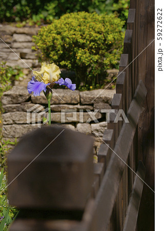 ジャーマンアイリス 59272622