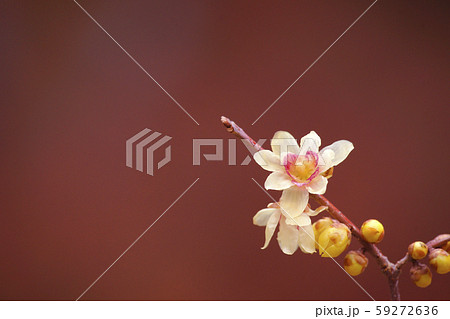 ロウバイ 59272636