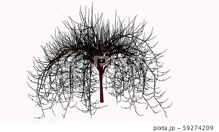 垂れ下がる独特な木のイラスト素材