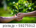 People holding young plant in hands against green 59275012