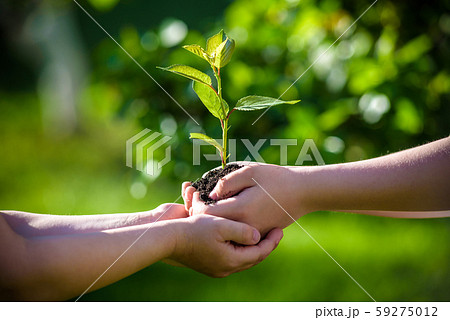 People holding young plant in hands against green 59275012