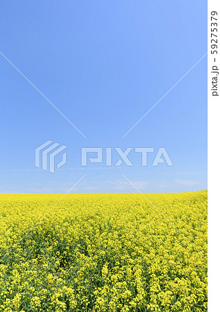 一面の菜の花と青空（北海道 安平） 59275379