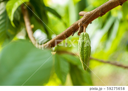 Cacao Tree (Theobroma cacao). Organic cocoa fruit 59275658