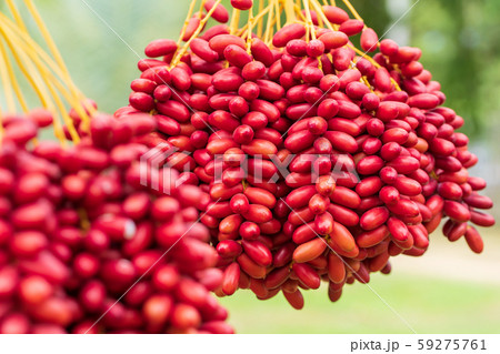 Dates palm branches with ripe dates 59275761