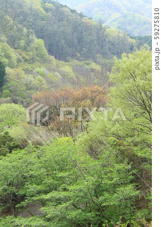 春 新緑の山 春 新緑の山 59275810