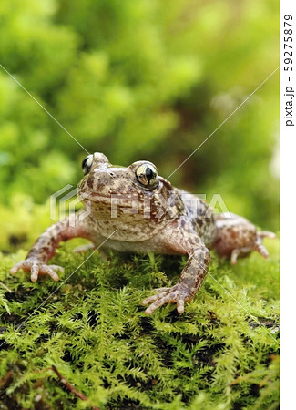 Little common midwife toad Alytes obstetricans Little common midwife toad Alytes obstetricans 59275879