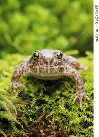 Little common midwife toad Alytes obstetricans Little common midwife toad Alytes obstetricans 59275880